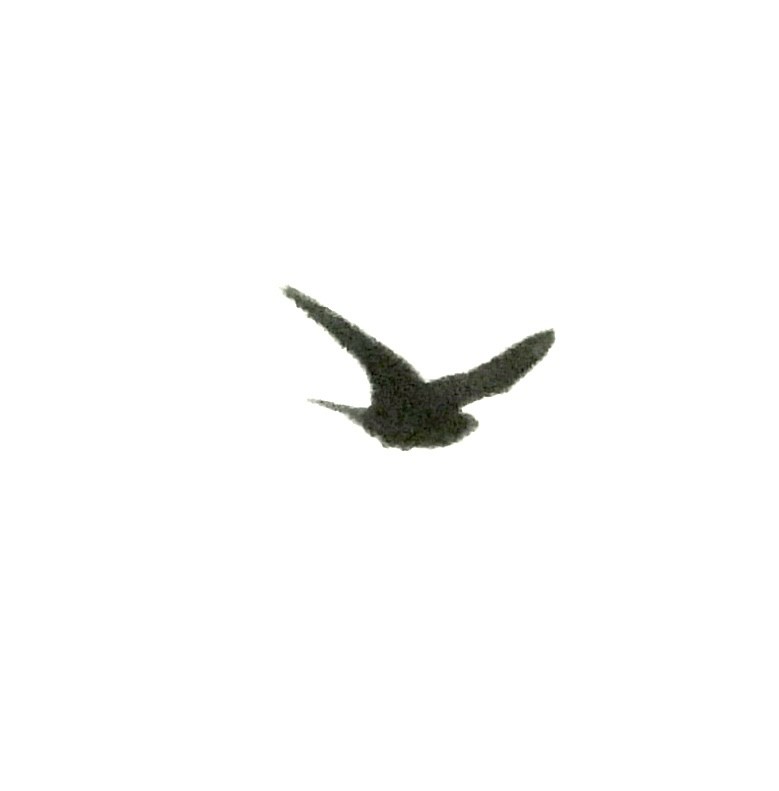 Lesser Nighthawk - ML619012559