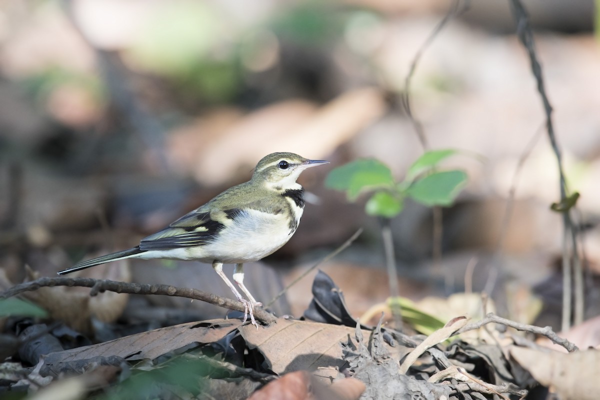 Forest Wagtail - ML619012603