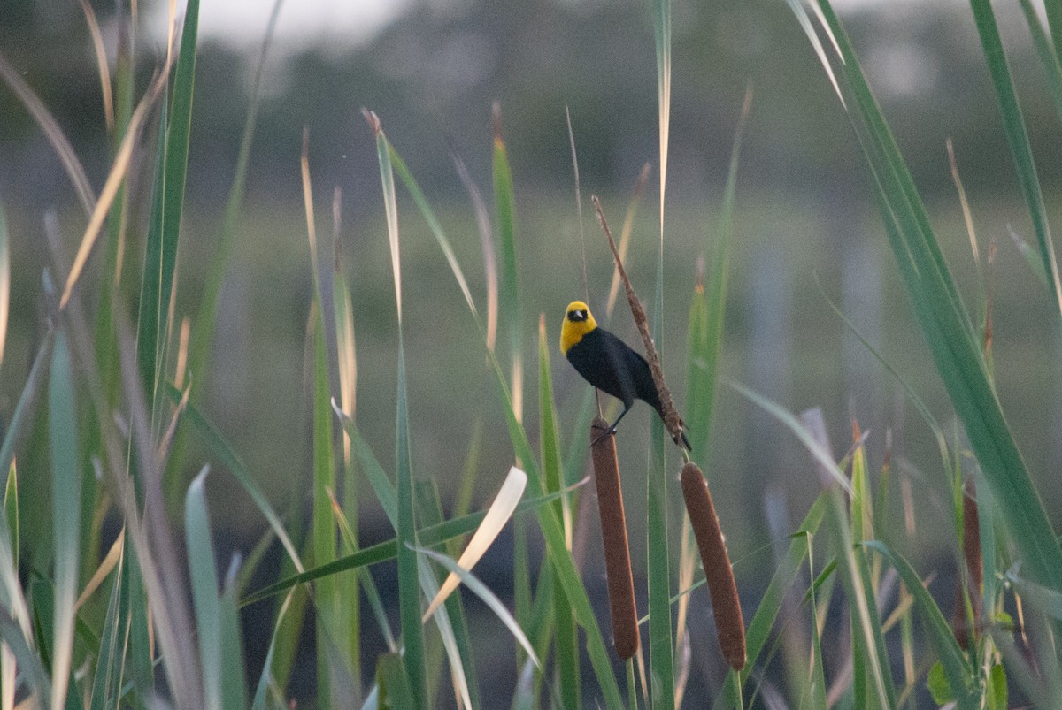 Yellow-hooded Blackbird - Pedro Zamora