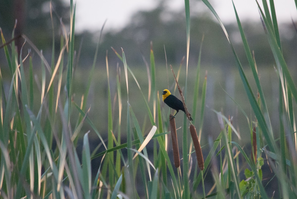Yellow-hooded Blackbird - ML619012632