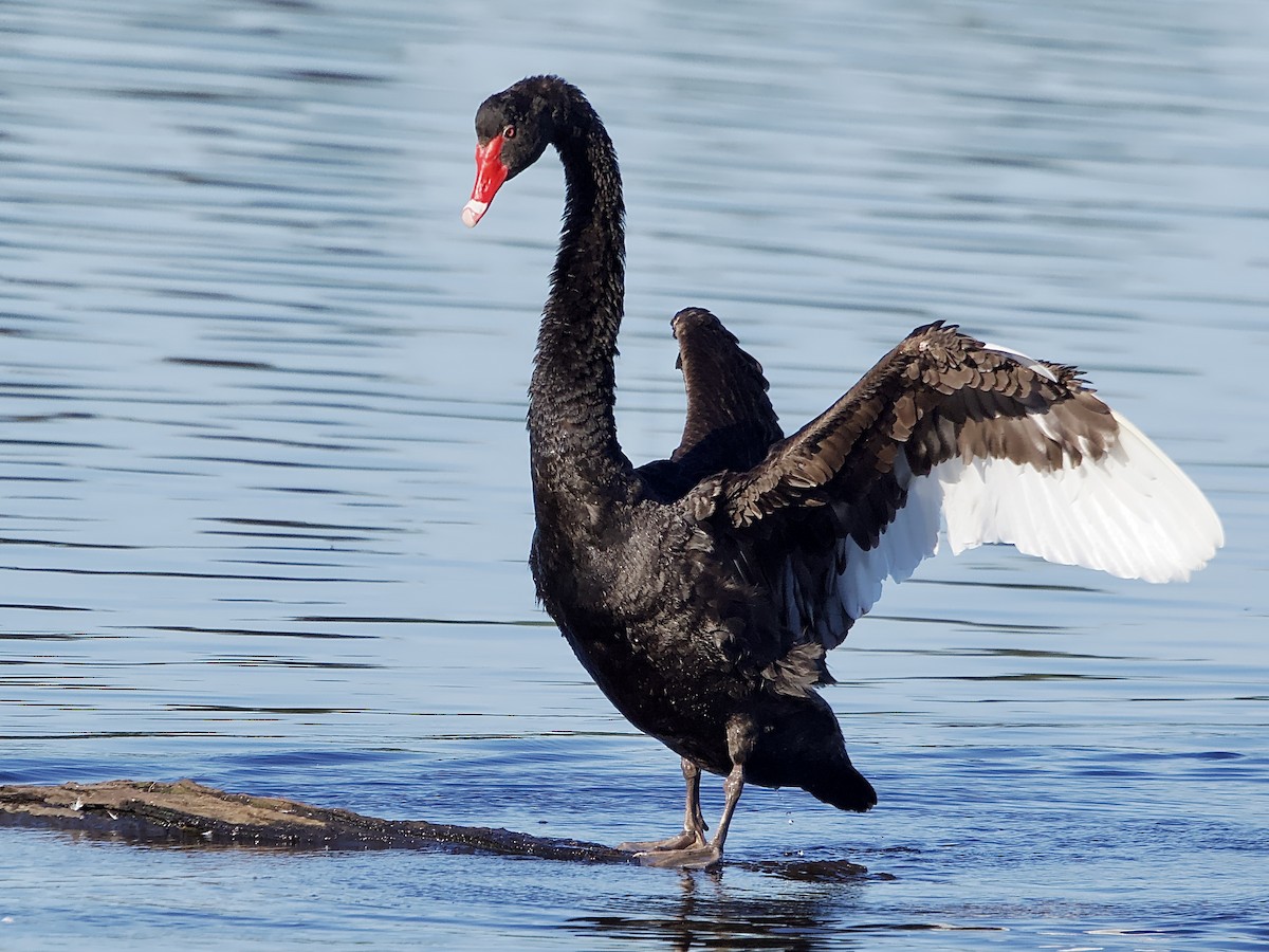 Black Swan - Allan Johns