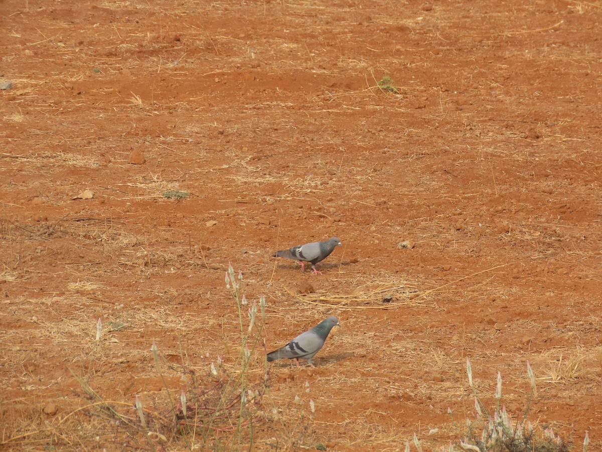 Rock Pigeon (Feral Pigeon) - ML619012654