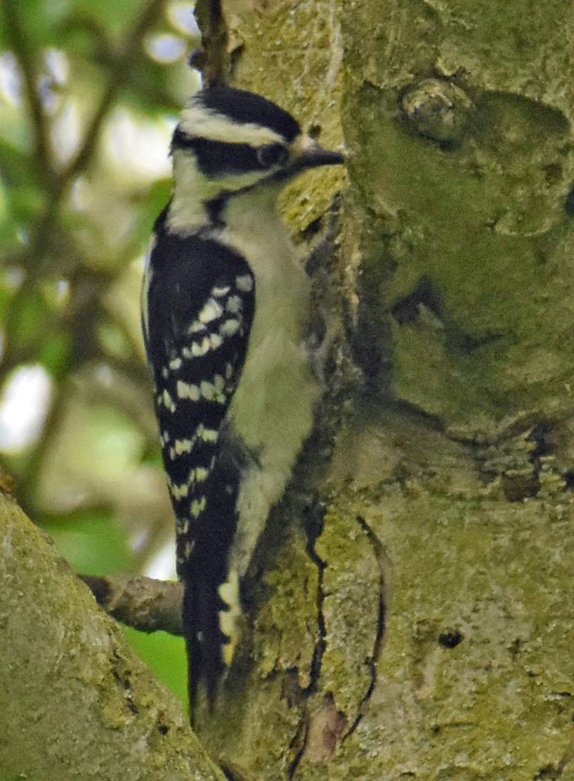 Downy Woodpecker - Carol Berney