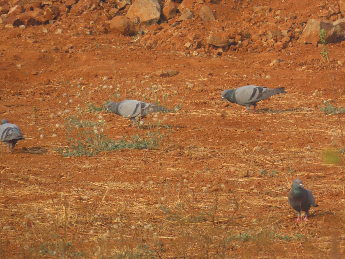 Rock Pigeon (Feral Pigeon) - ML619012680