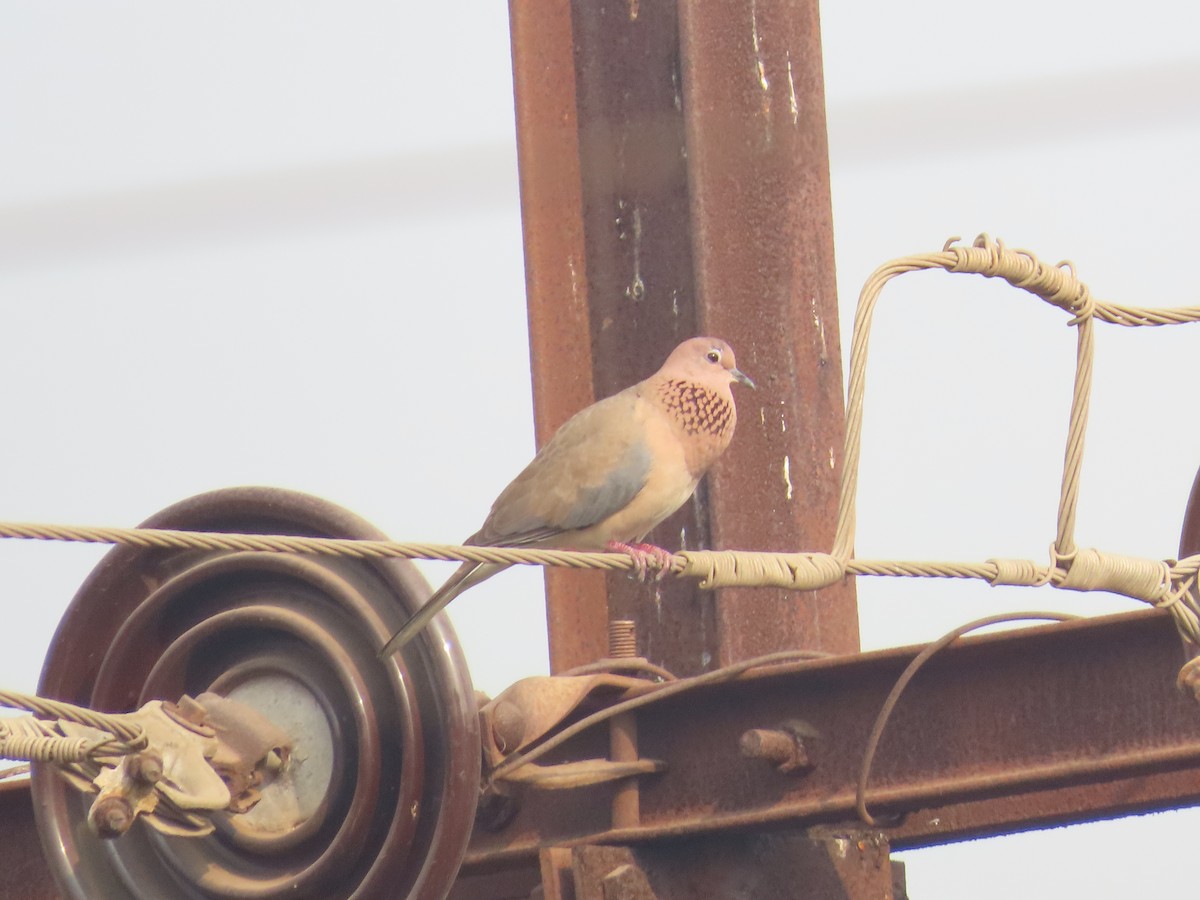 Laughing Dove - ML619012687