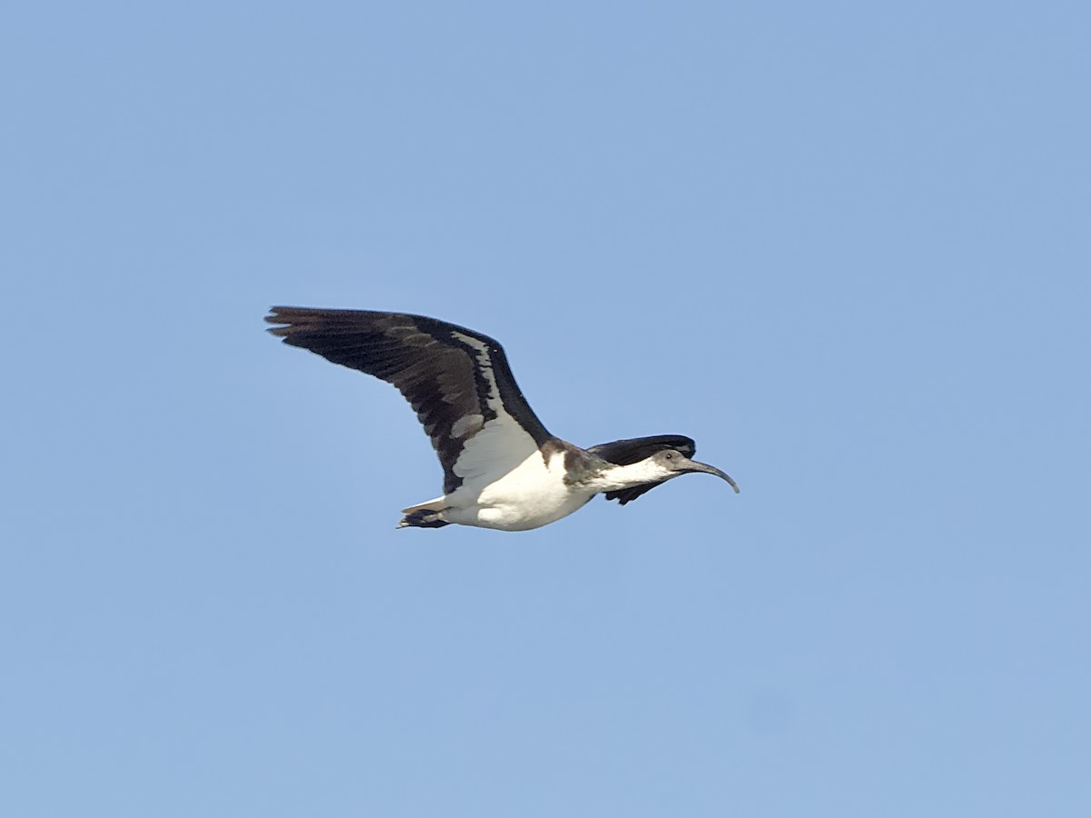 ibis slámokrký - ML619012727