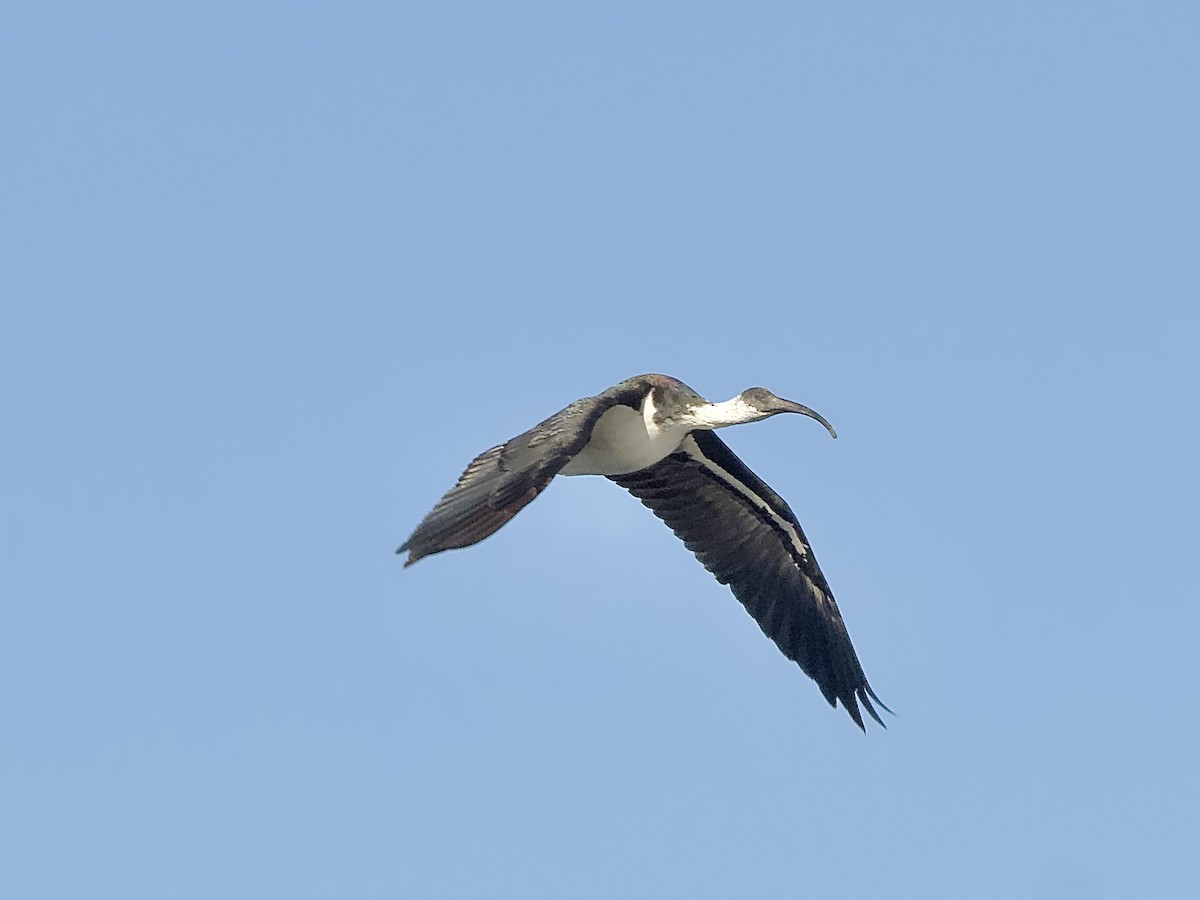Straw-necked Ibis - Allan Johns