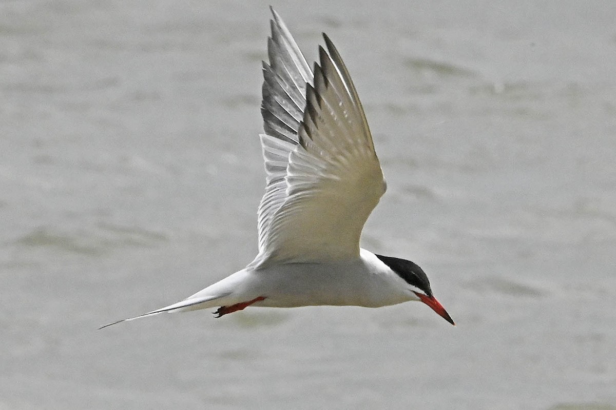 Common Tern - Troy Hibbitts