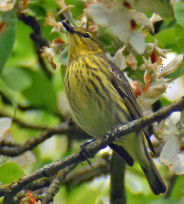 Cape May Warbler - ML619012771