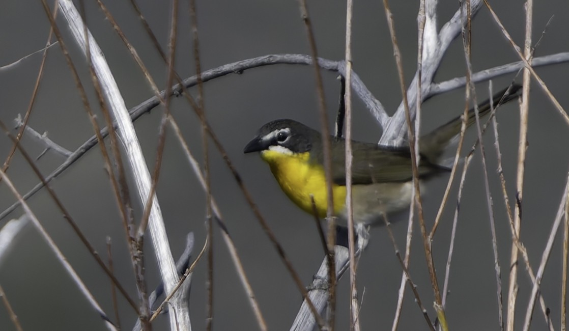 Yellow-breasted Chat - ML619012782