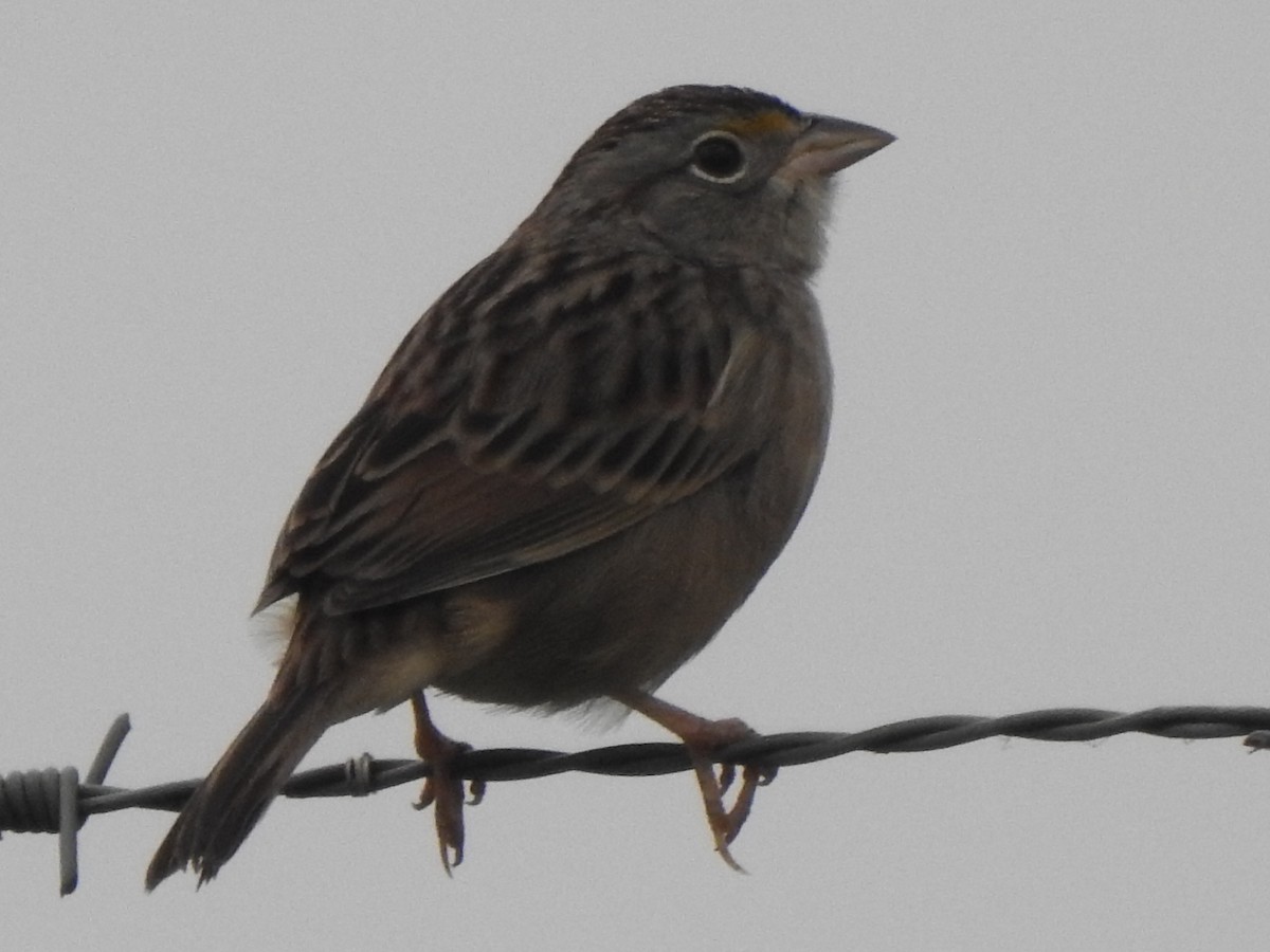 Grassland Sparrow - ML619012793