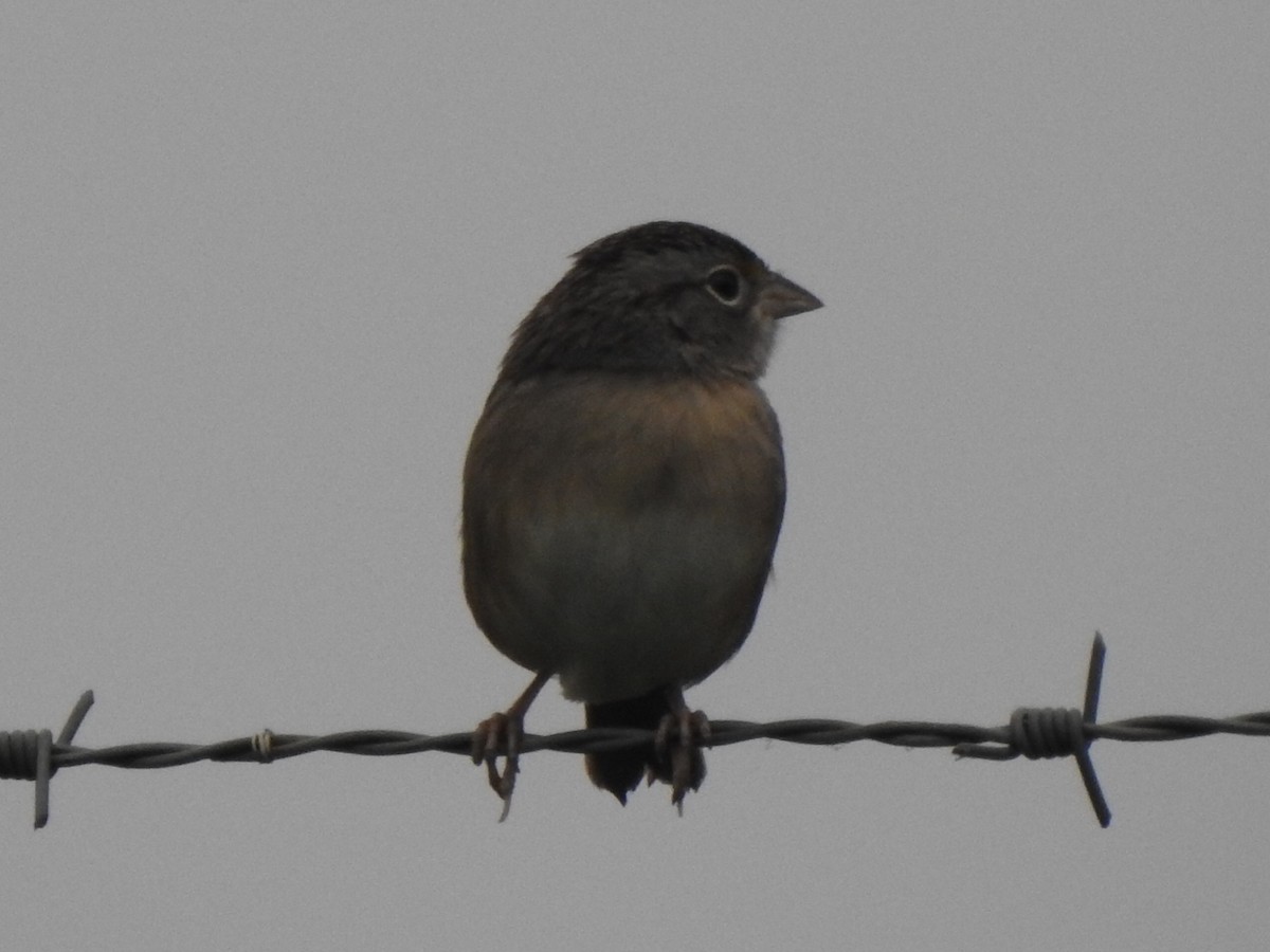 Grassland Sparrow - ML619012794