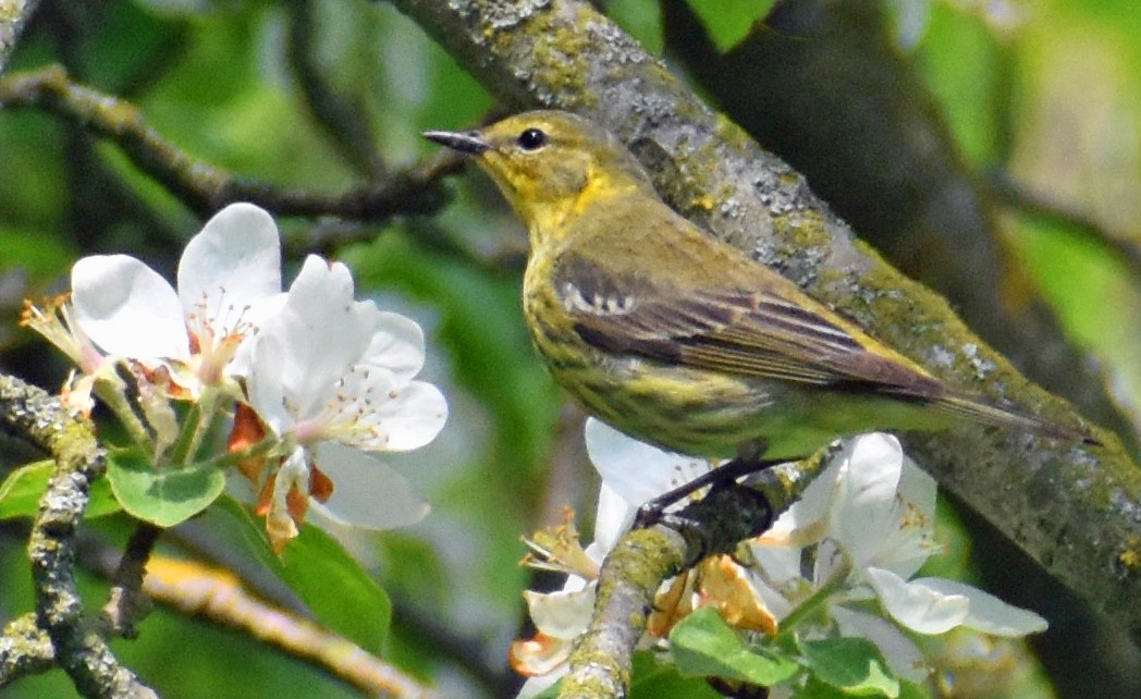 Cape May Warbler - ML619012798