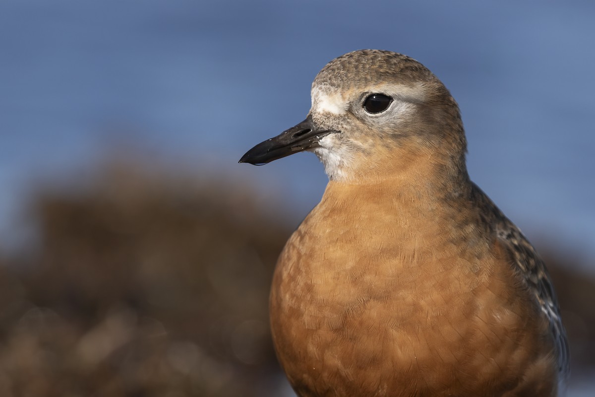 Red-breasted Dotterel (Southern) - ML619012808