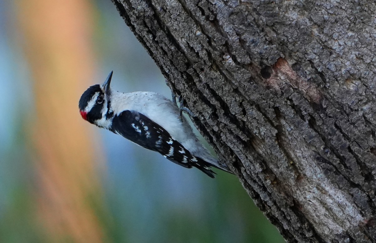 Downy Woodpecker - ML619012810
