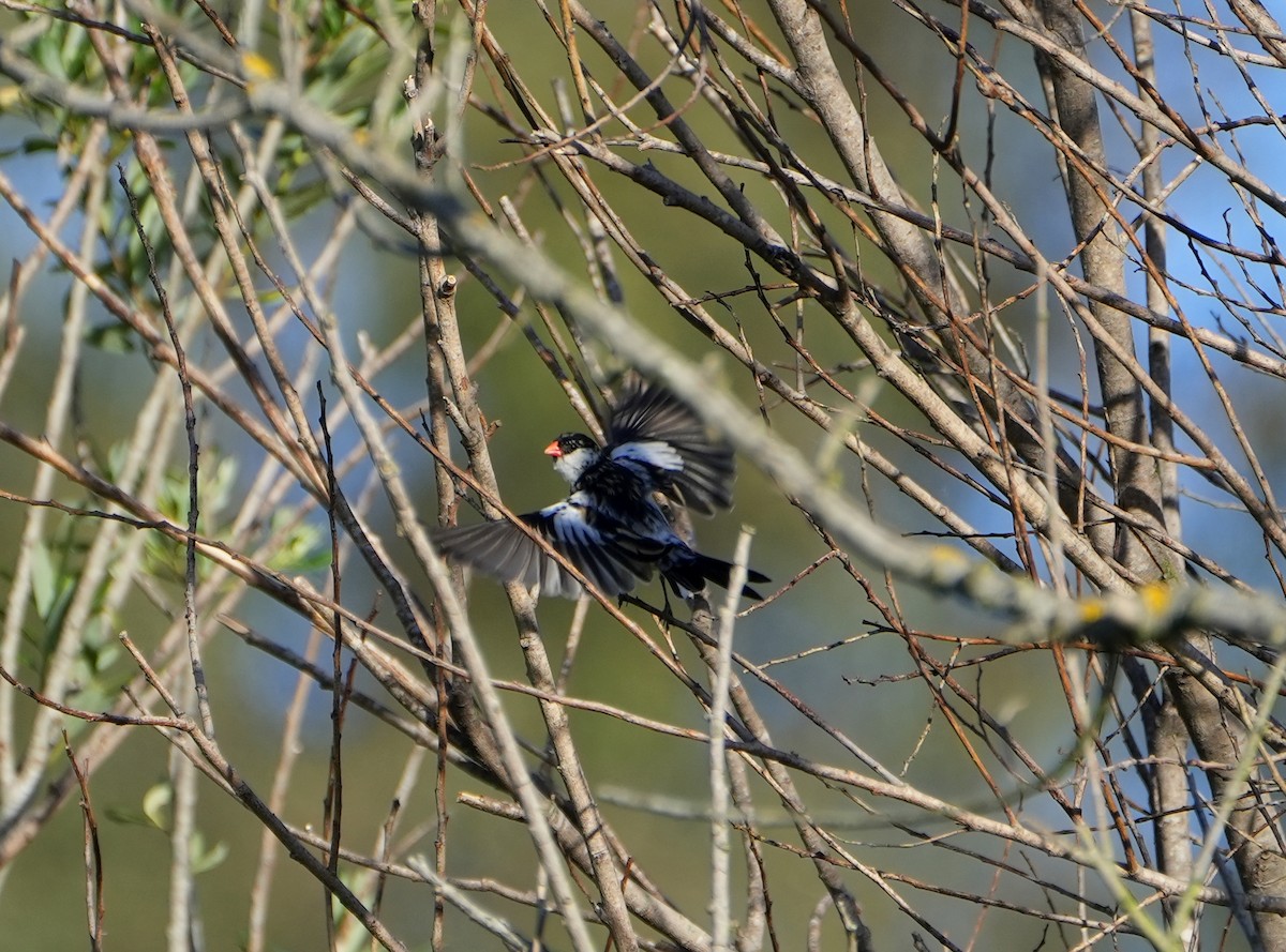 Pin-tailed Whydah - Jack Maynard