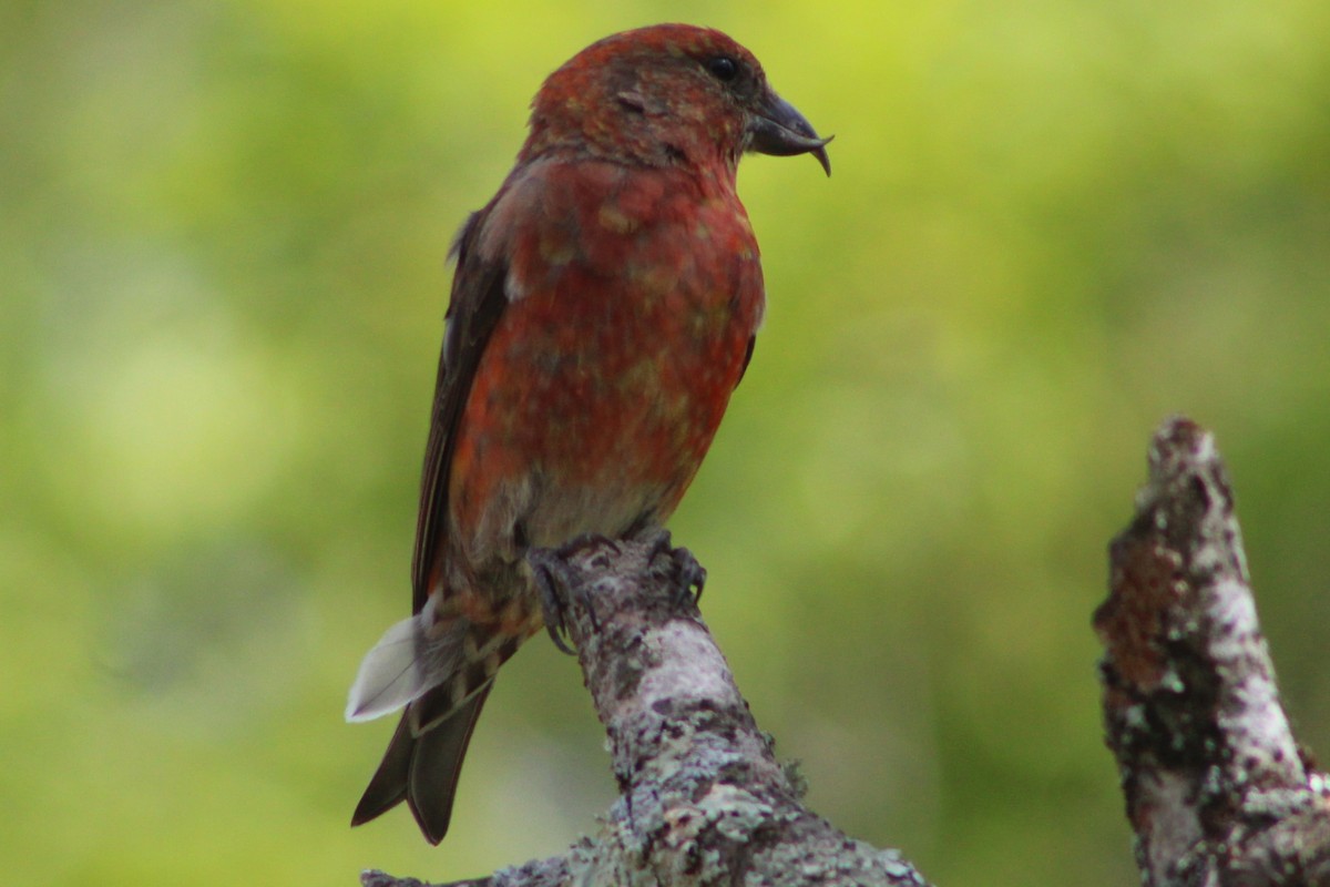 Red Crossbill - Cory Taylor
