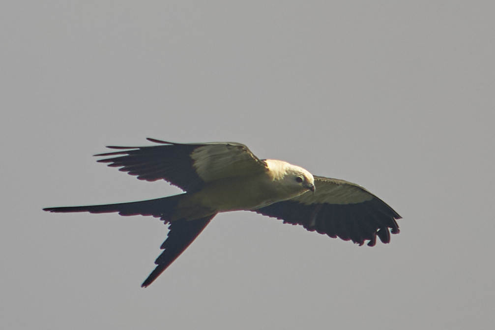 Swallow-tailed Kite - ML619012867