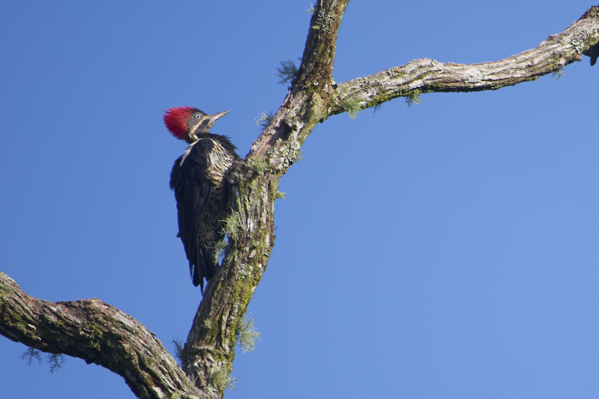 Lineated Woodpecker - ML619012883