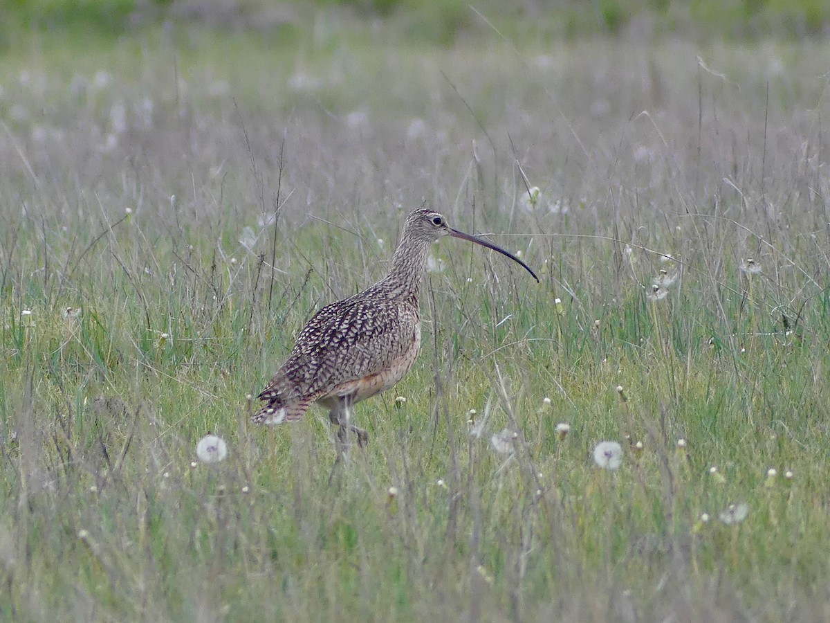 Long-billed Curlew - ML619012889