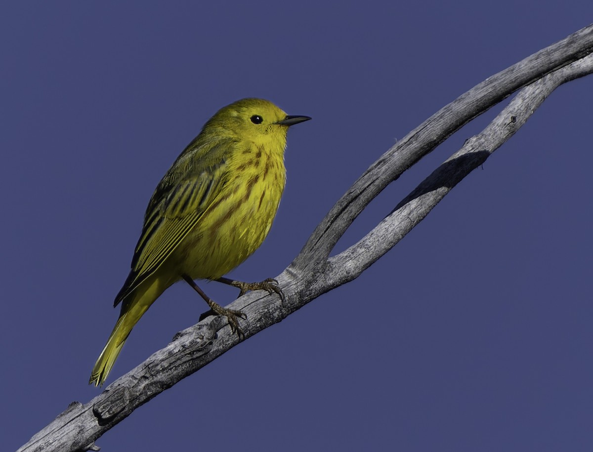 Yellow Warbler - Barry McKenzie