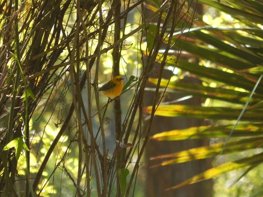 Prothonotary Warbler - ML619012912