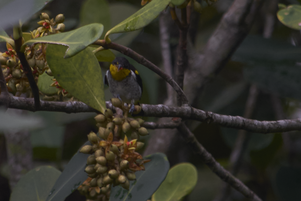 Yellow-backed Tanager - ML619012945