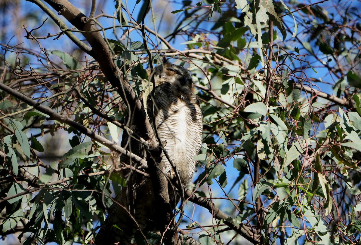 Great Horned Owl - ML619012957
