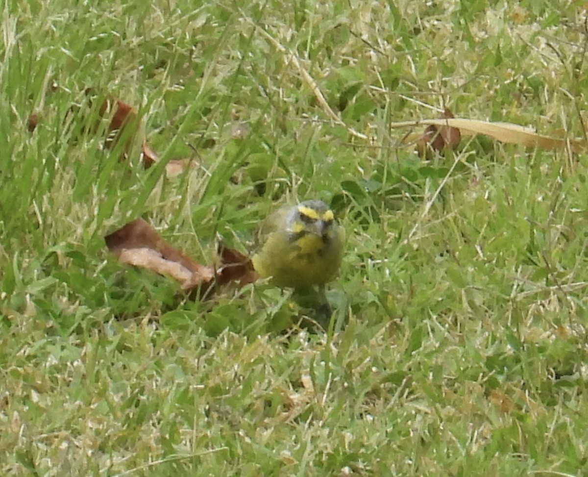 Yellow-fronted Canary - ML619012969