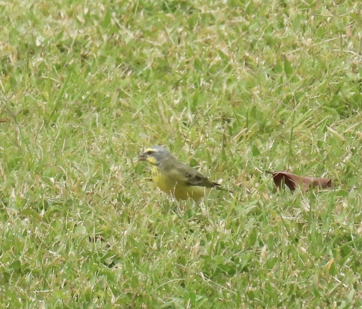 Yellow-fronted Canary - ML619012970