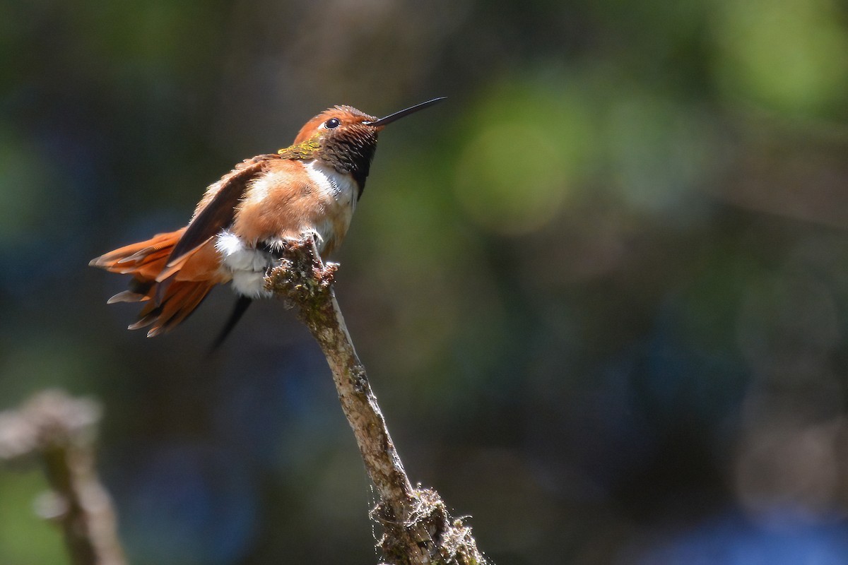 Rufous Hummingbird - ML619012975