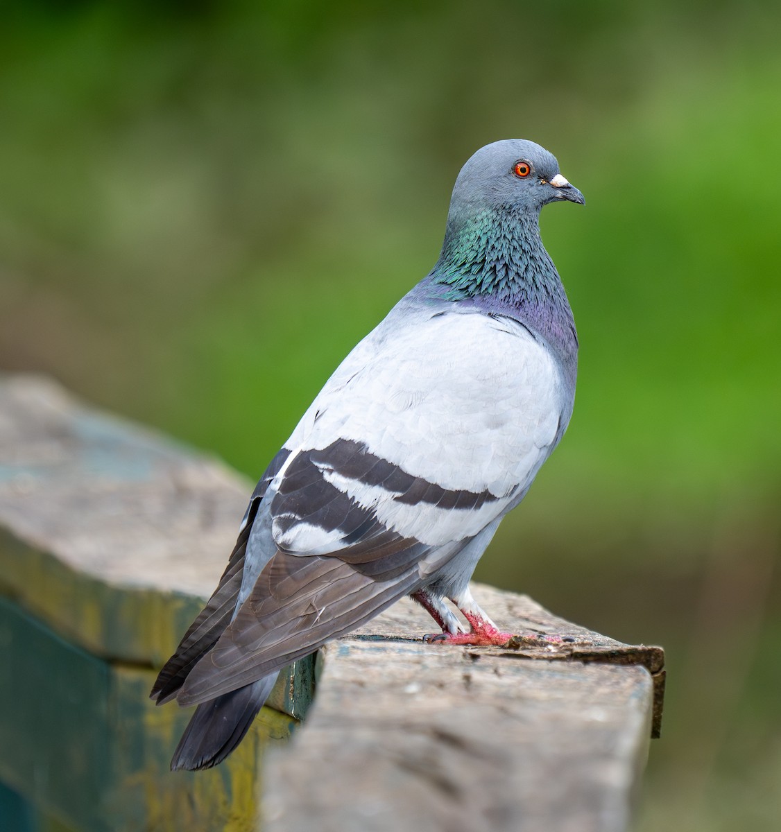 Rock Pigeon (Feral Pigeon) - Jeremy Gresham