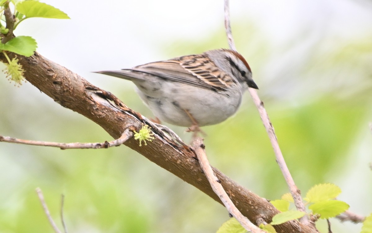 Chipping Sparrow - ML619013037