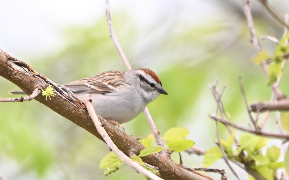 Chipping Sparrow - ML619013038
