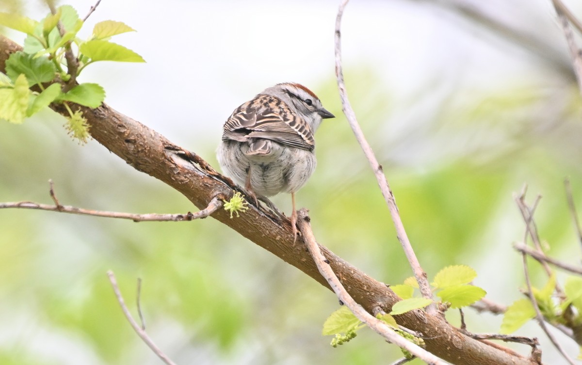Chipping Sparrow - ML619013039