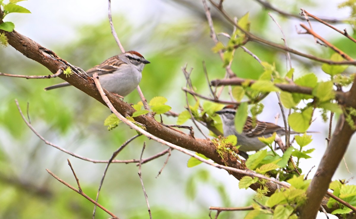 Chipping Sparrow - ML619013040