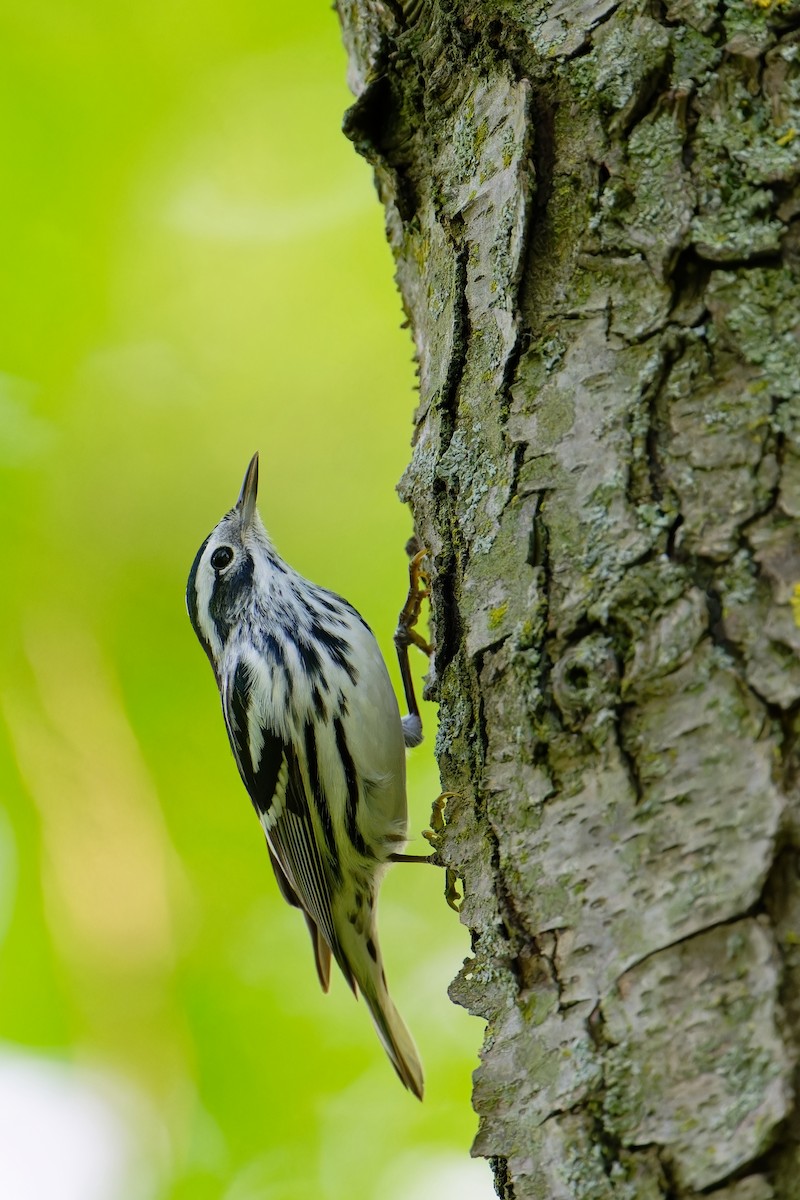 Black-and-white Warbler - ML619013075
