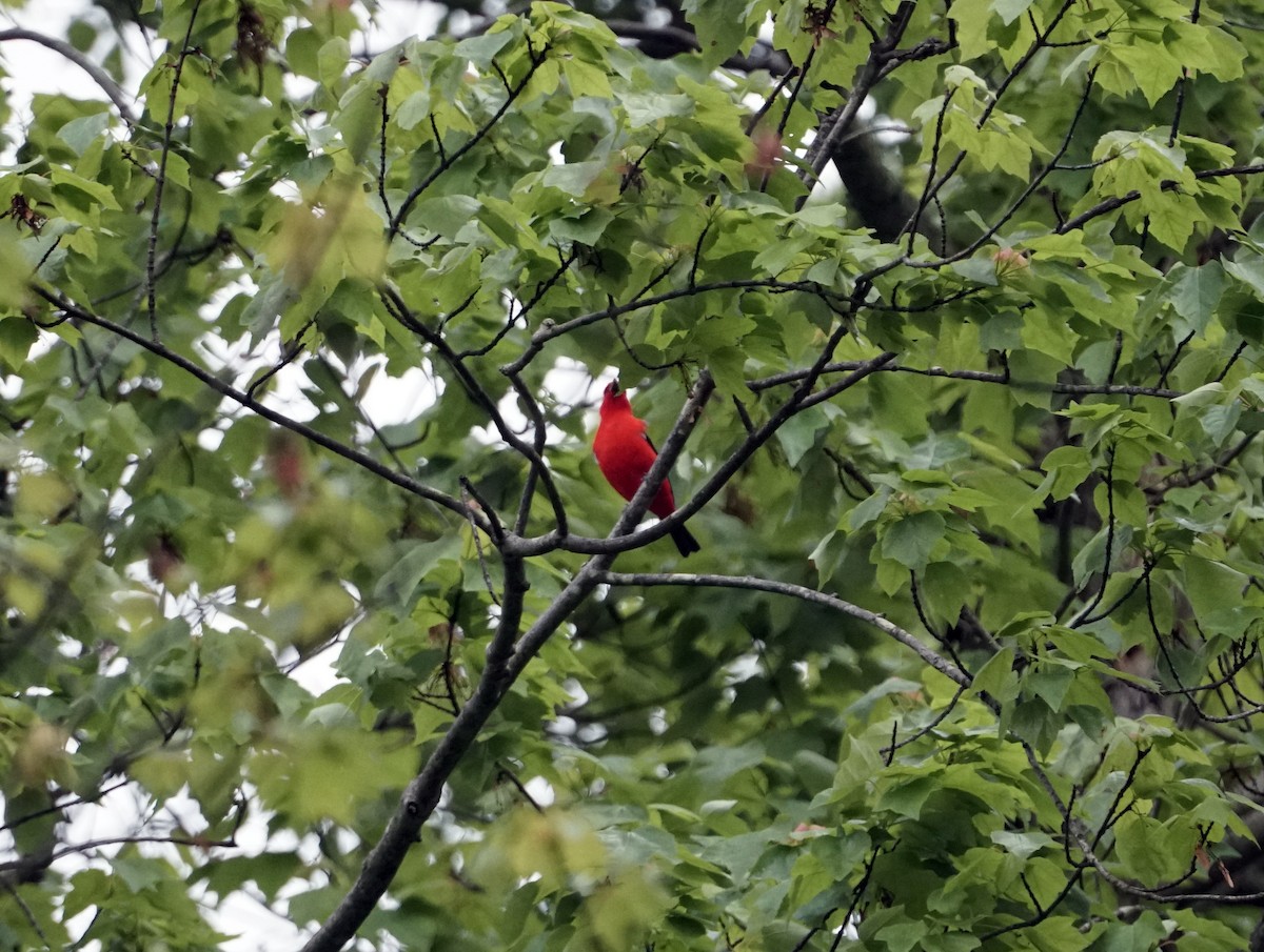 Scarlet Tanager - ML619013078