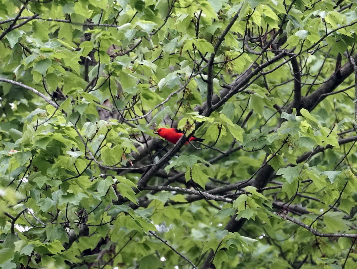 Scarlet Tanager - james barry
