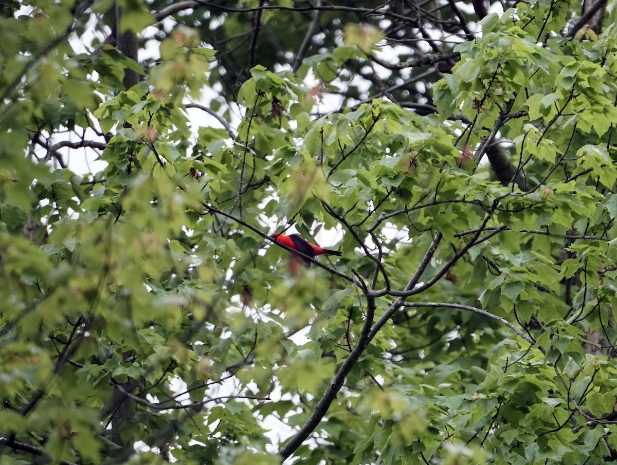 Scarlet Tanager - ML619013080