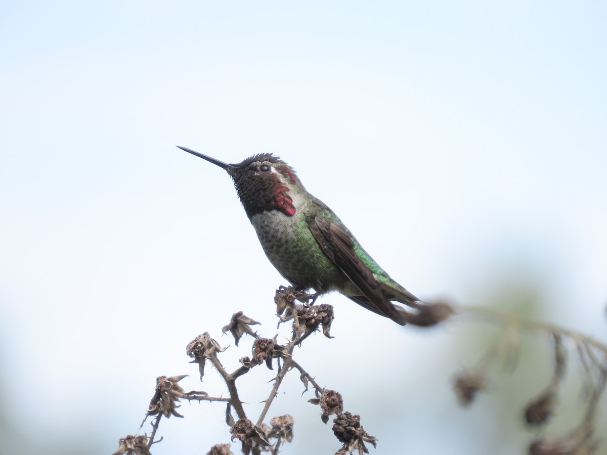 Anna's Hummingbird - Eileen LeFrancois