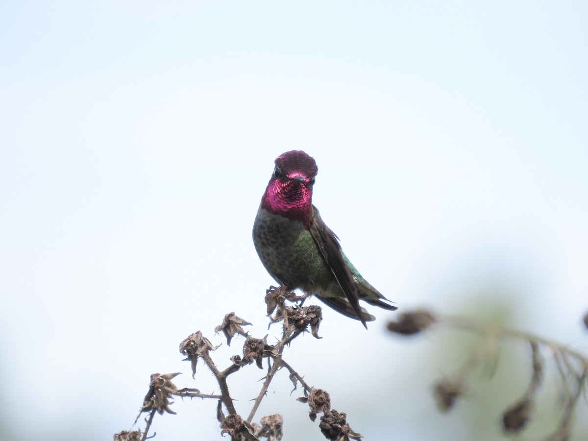 Anna's Hummingbird - ML619013093