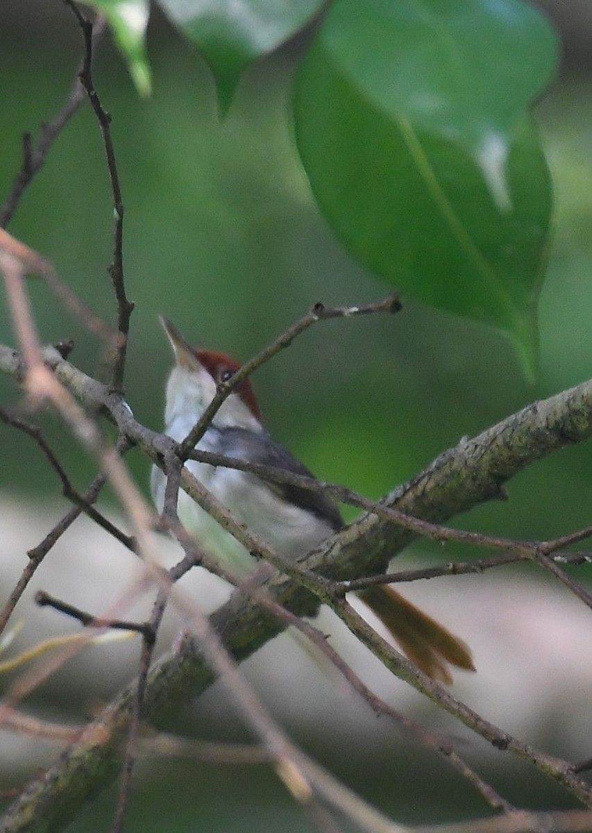 Rufous-tailed Tailorbird - ML619013098