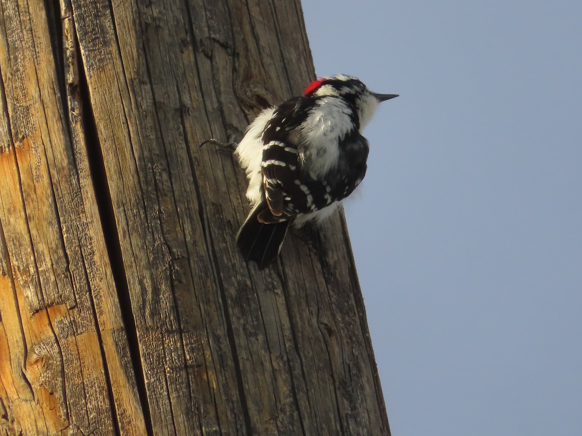 Downy Woodpecker - ML619013100