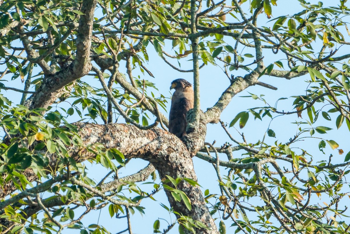Crested Serpent-Eagle - ML619013128