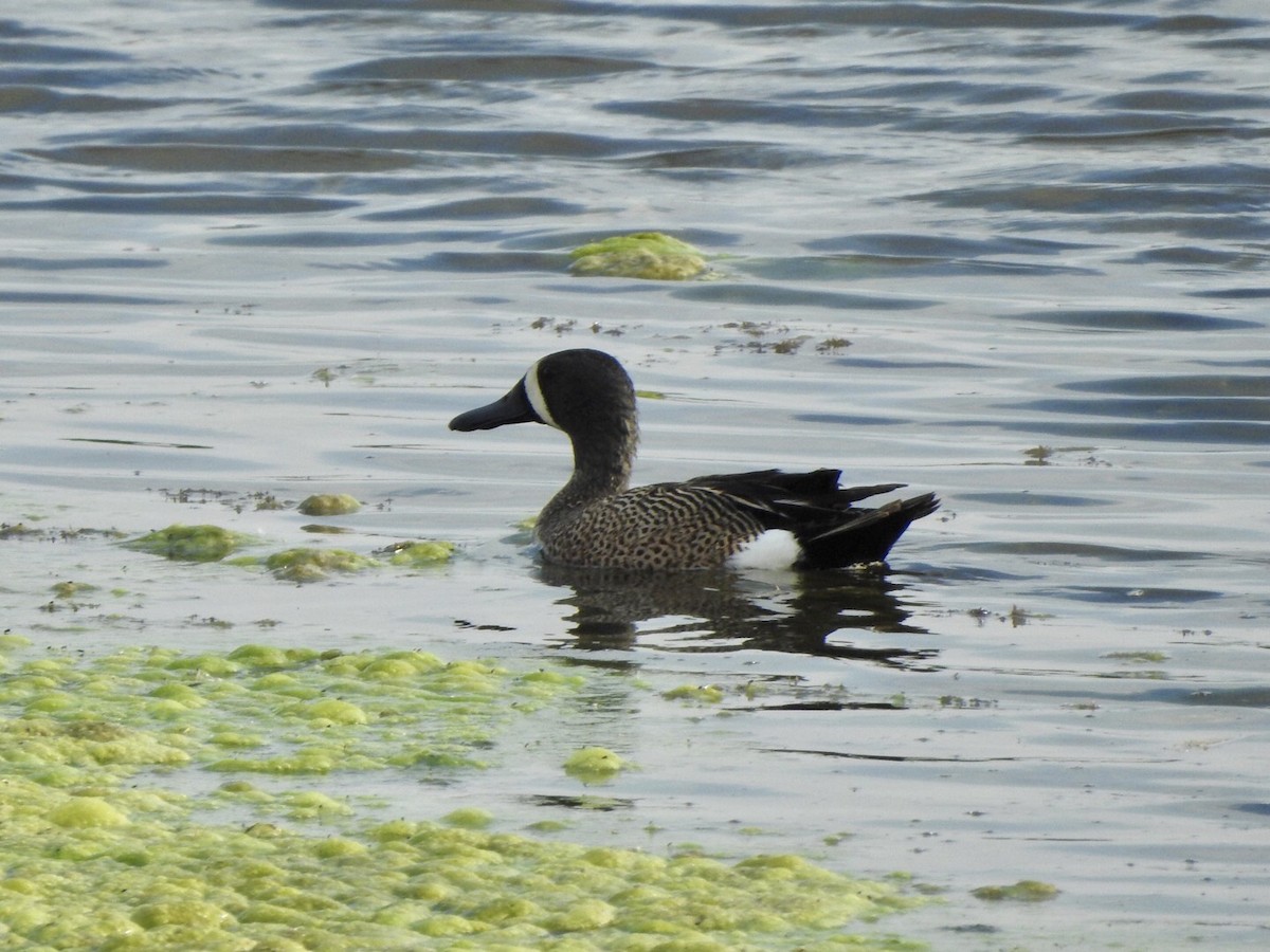 Blue-winged Teal - ML619013159
