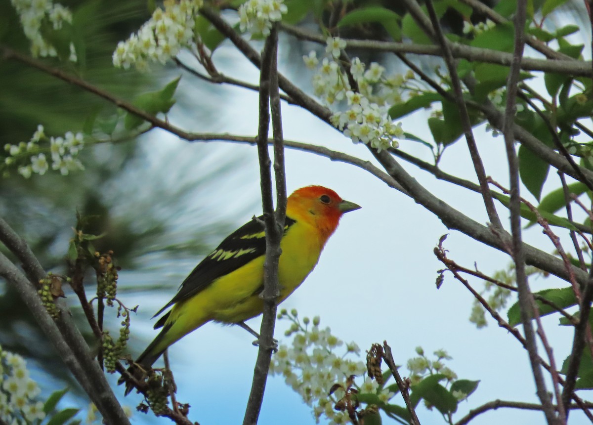 Western Tanager - ML619013161