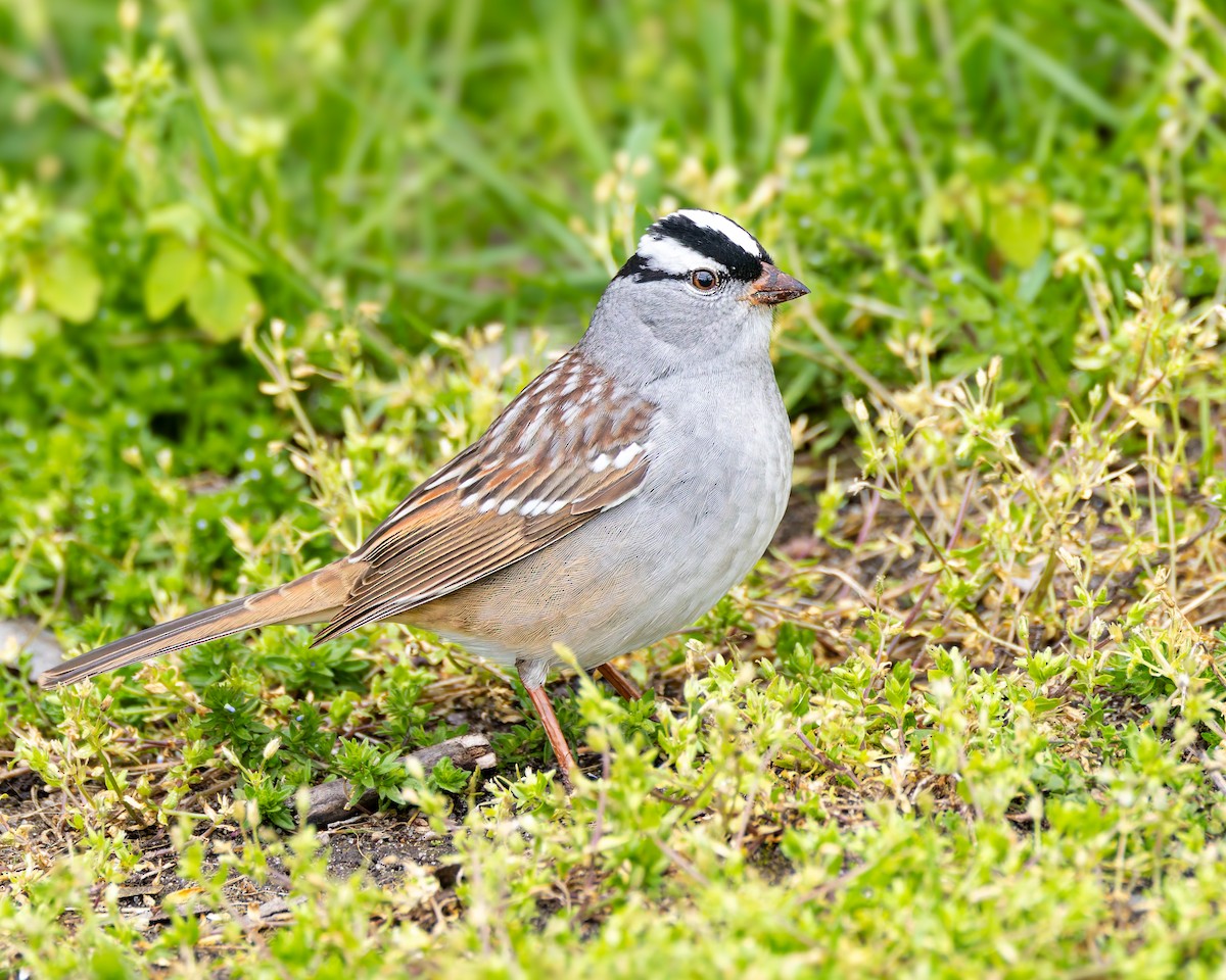 White-crowned Sparrow (Dark-lored) - ML619013185