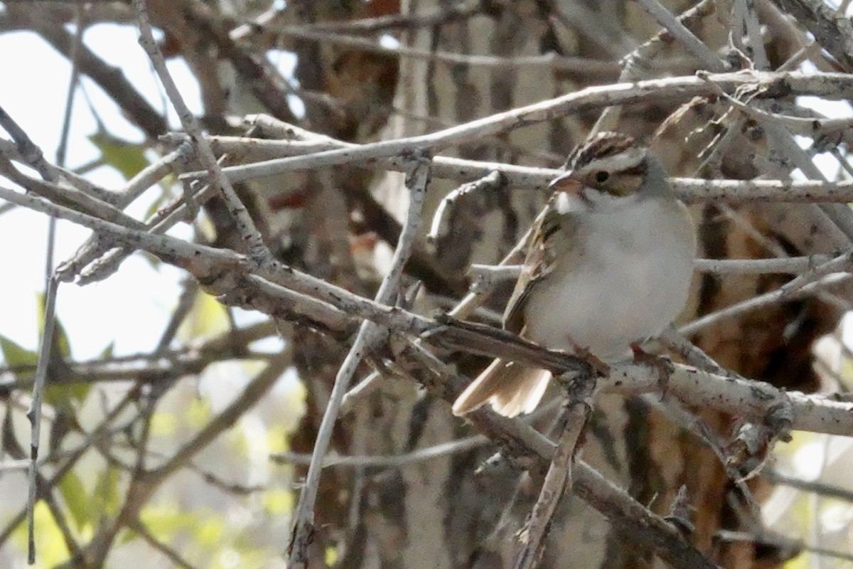Clay-colored Sparrow - ML619013228