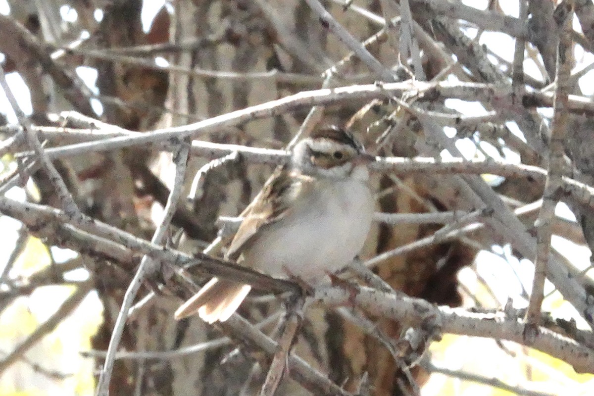 Clay-colored Sparrow - ML619013229